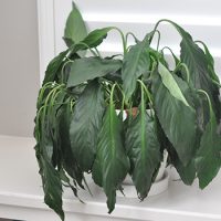 למה עציצים נובלים במרפסת?