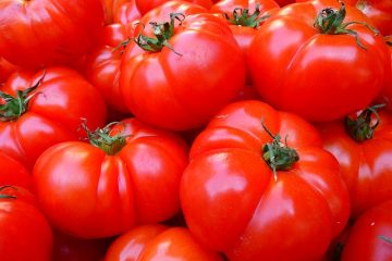 איך לגדל עגבניות בבית